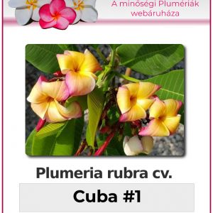 Plumeria rubra - "Cuba No1"