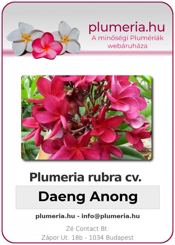 Plumeria rubra - "Daeng Anong"