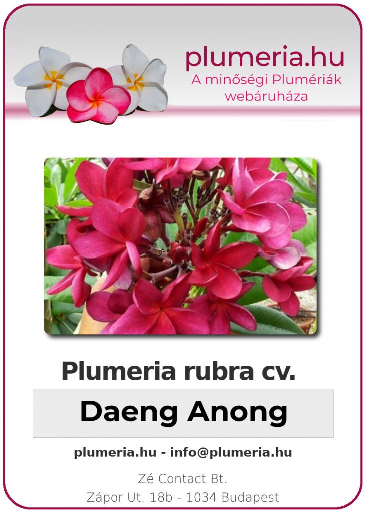 Plumeria rubra "Daeng Anong"