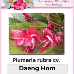 Plumeria rubra - "Daeng Hom"