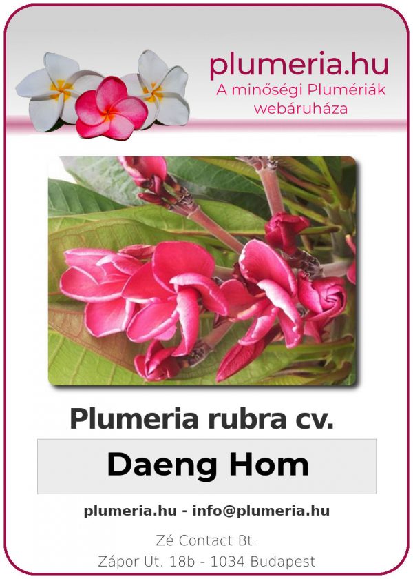 Plumeria rubra - "Daeng Hom"