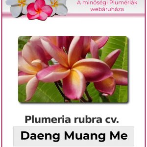 Plumeria rubra - "Daeng Muang Mee"
