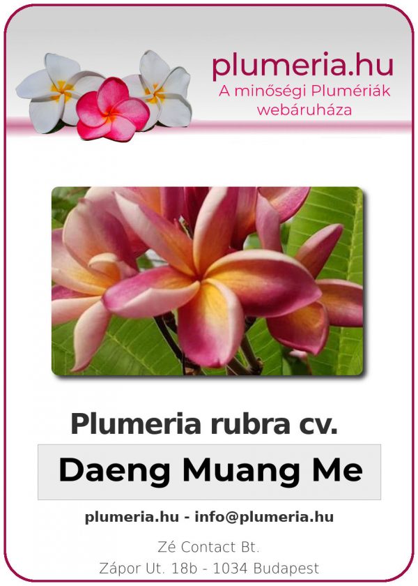 Plumeria rubra - "Daeng Muang Mee"