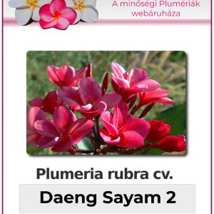 Plumeria rubra - "Daeng Sayam 2"
