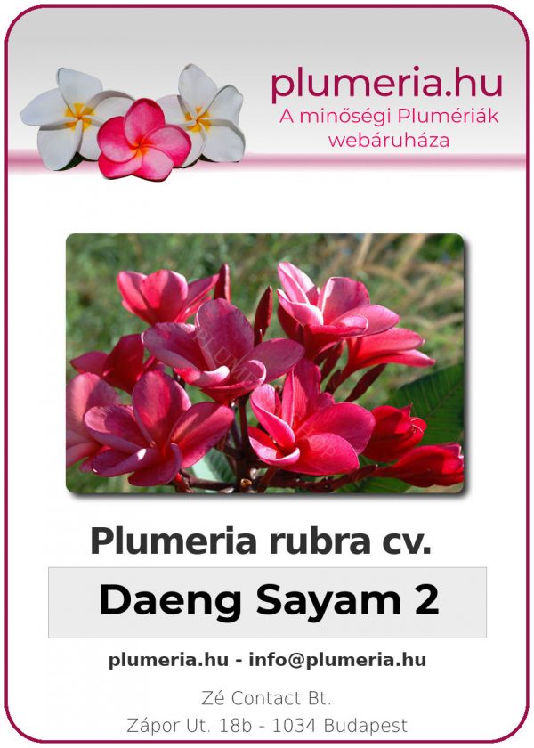 Plumeria rubra - "Daeng Sayam 2"