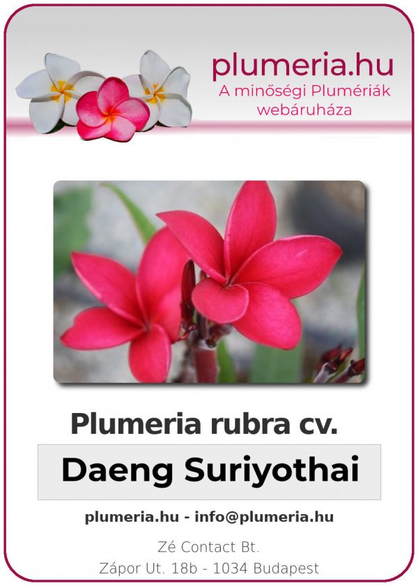 Plumeria rubra - "Daeng Suriyothai"