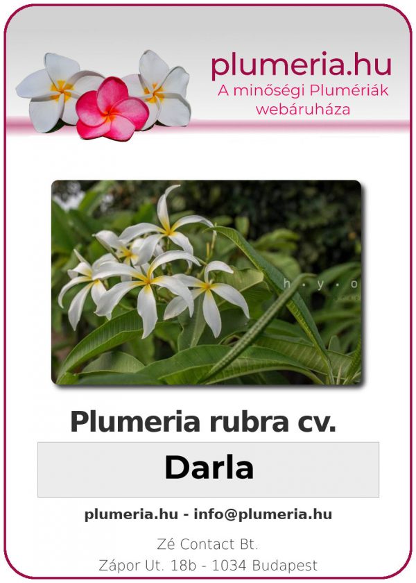 Plumeria rubra - "Darla"