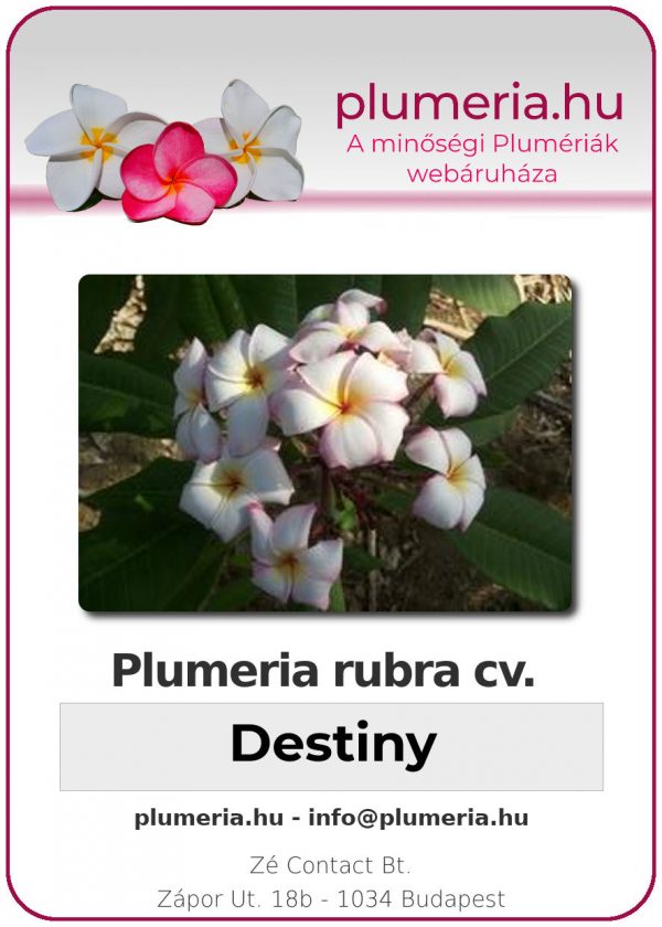 Plumeria rubra - "Destiny"