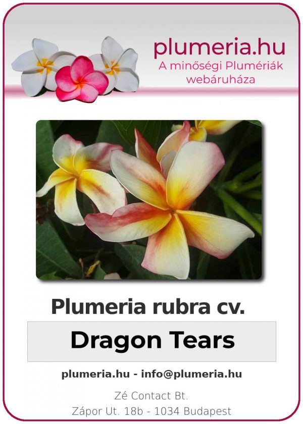 Plumeria rubra - "Dragon Tears"