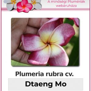 Plumeria rubra - "Dtaeng Mo"