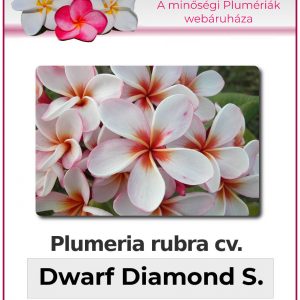 Plumeria rubra - "Dwarf Diamond Star"