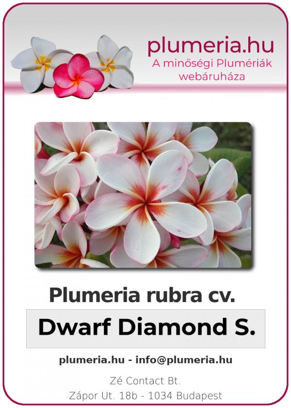 Plumeria rubra - "Dwarf Diamond Star"