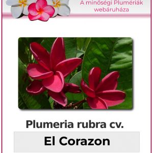 Plumeria rubra - "El Corazon"