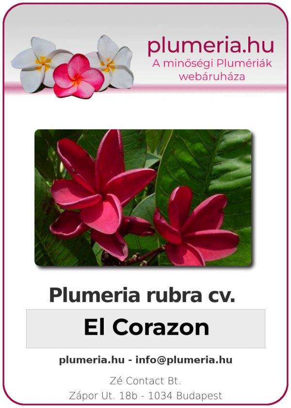 Plumeria rubra - "El Corazon"