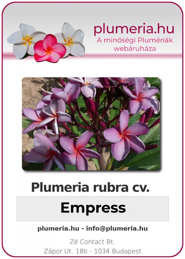Plumeria rubra - "Empress"