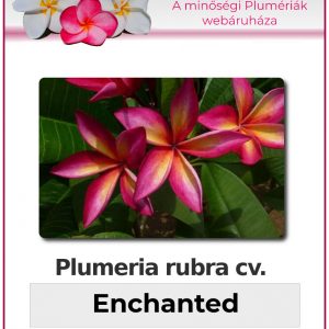 Plumeria rubra - "Enchanted"