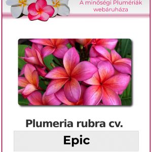 Plumeria rubra - "Epic"