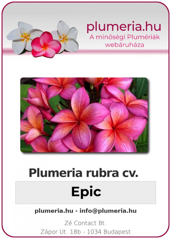 Plumeria rubra - "Epic"