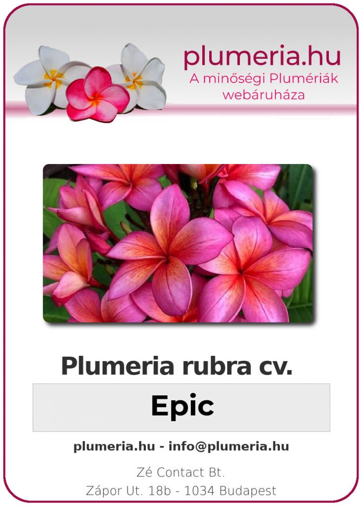 Plumeria rubra "Epic"