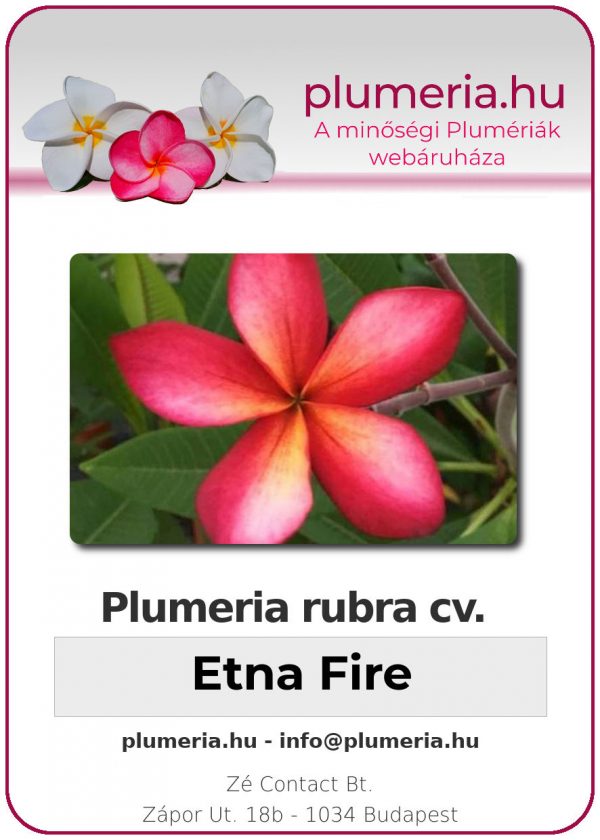 Plumeria rubra - "Etna Fire"