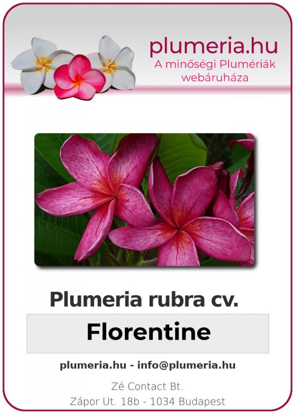 Plumeria rubra - "Florentine"
