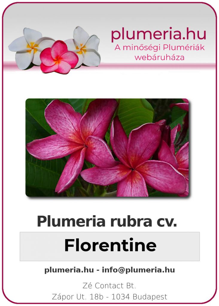 Plumeria rubra "Florentine"