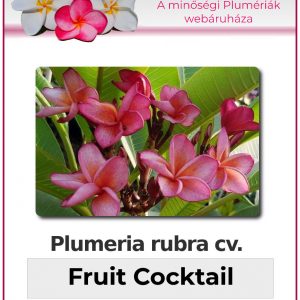 Plumeria rubra - "Fruit Cocktail"