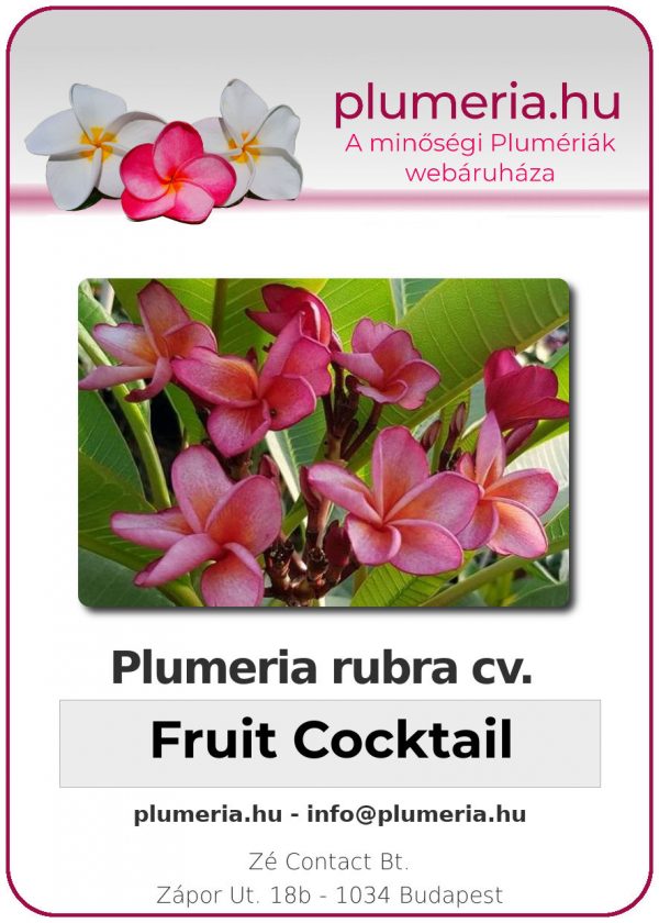 Plumeria rubra - "Fruit Cocktail"