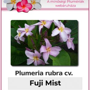 Plumeria rubra - "Fuji Mist"