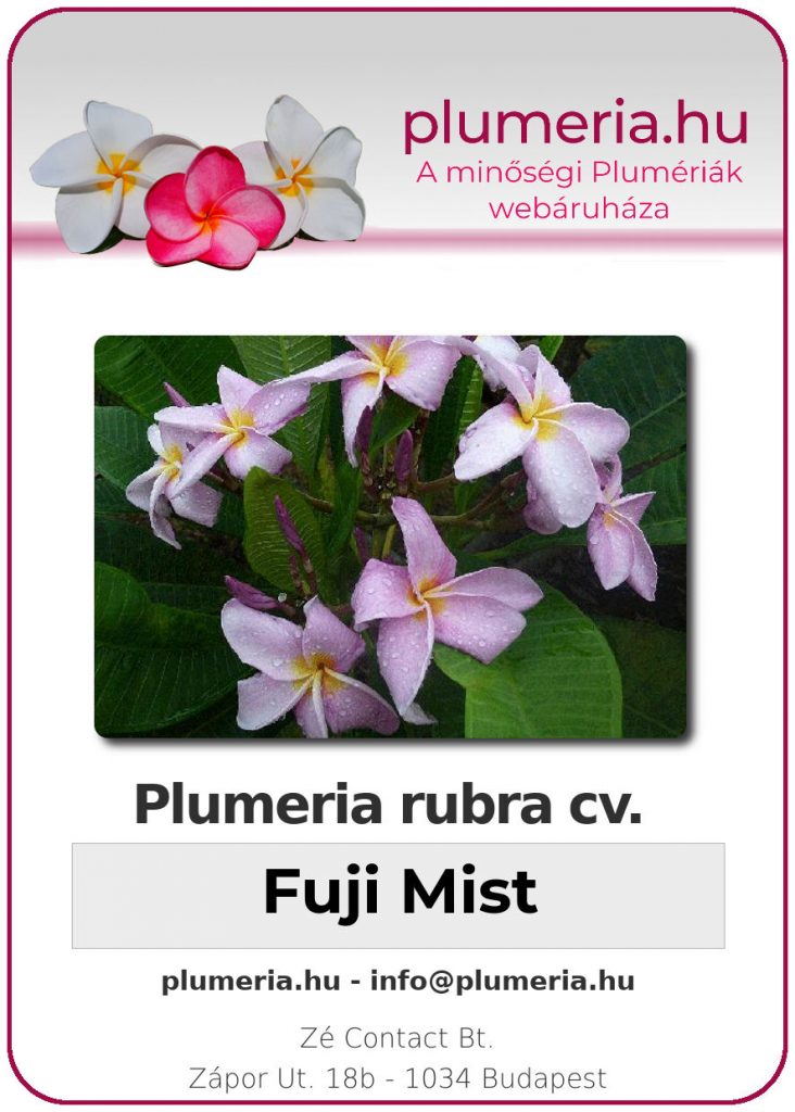 Plumeria rubra "Fuji Mist"