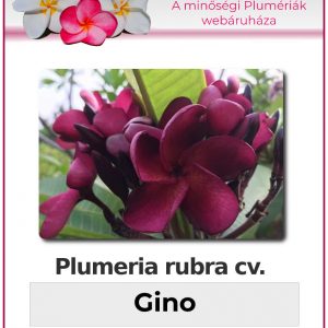 Plumeria rubra - "Gino"
