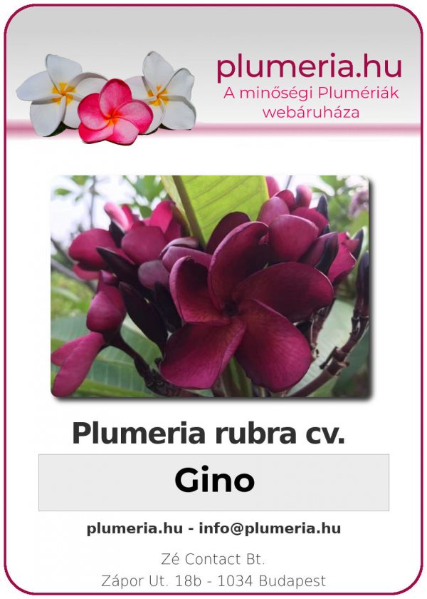 Plumeria rubra - "Gino"