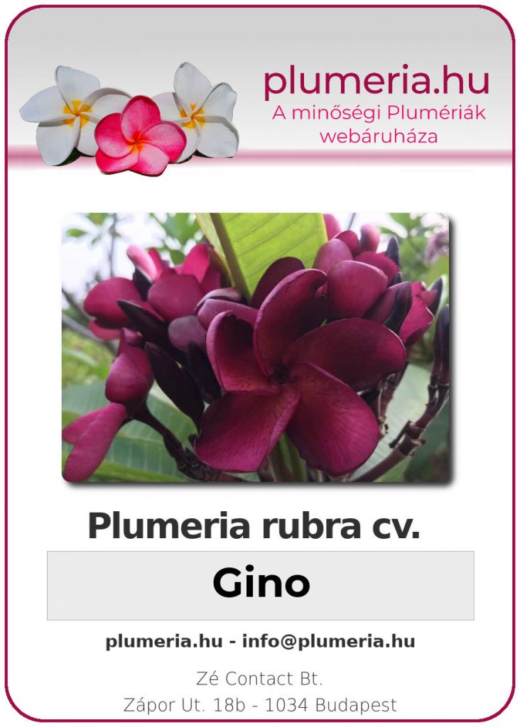Plumeria rubra "Gino"