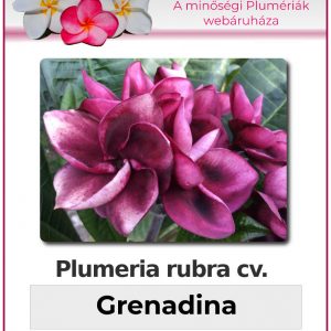 Plumeria rubra - "Grenadina"
