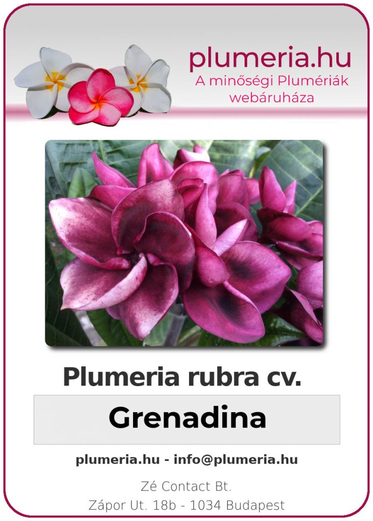 Plumeria rubra "Grenadina"