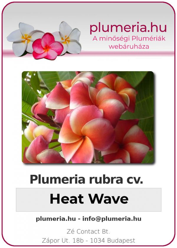 Plumeria rubra - "Heat Wave"