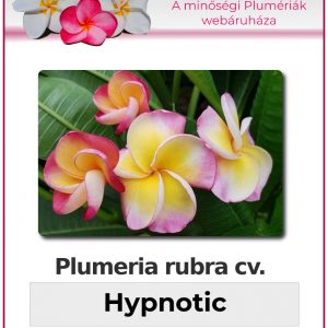 Plumeria rubra - "Hypnotic"
