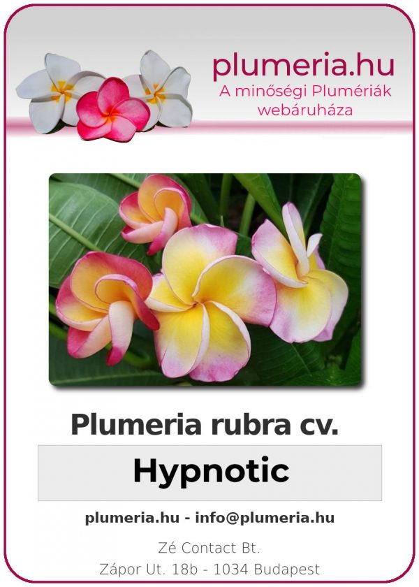 Plumeria rubra - "Hypnotic"