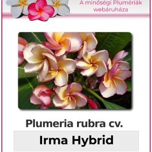 Plumeria rubra - "Irma Hybrid"