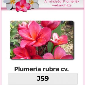 Plumeria rubra - "J59"