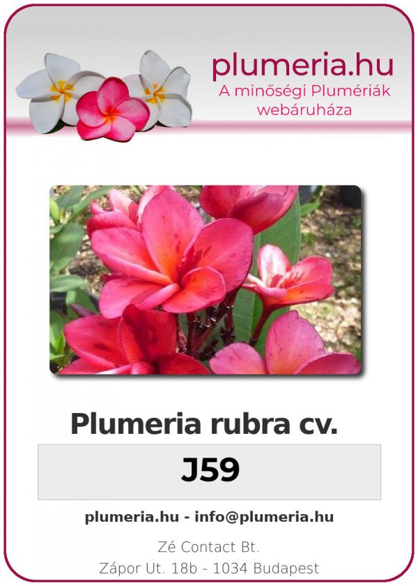 Plumeria rubra - "J59"