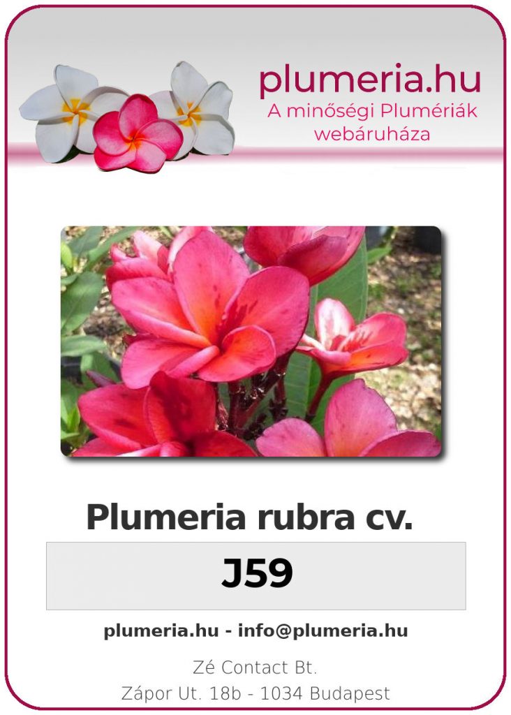 Plumeria rubra "J59"