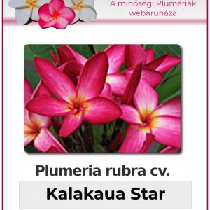 Plumeria rubra - "Kalakaua Star"