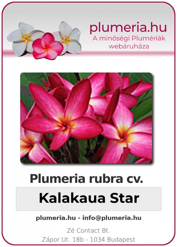 Plumeria rubra - "Kalakaua Star"