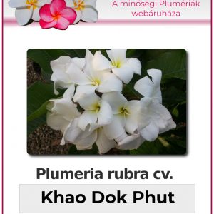 Plumeria rubra - "Khao Dok Phut"