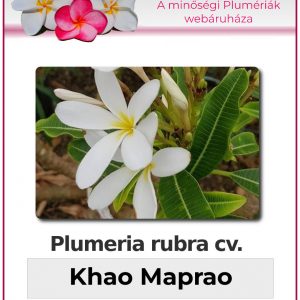 Plumeria rubra - "Khao Maprao"