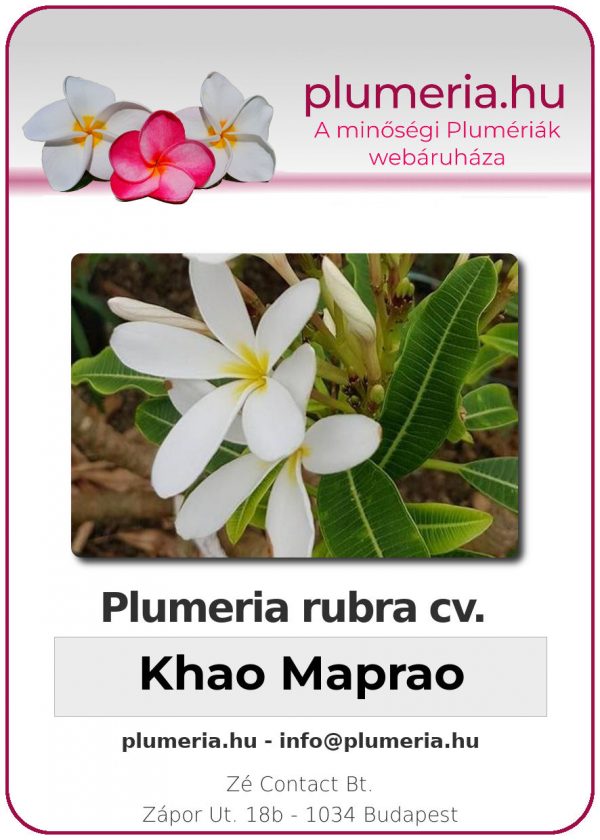 Plumeria rubra - "Khao Maprao"