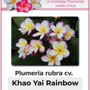 Plumeria rubra - "Khao Yai Rainbow"