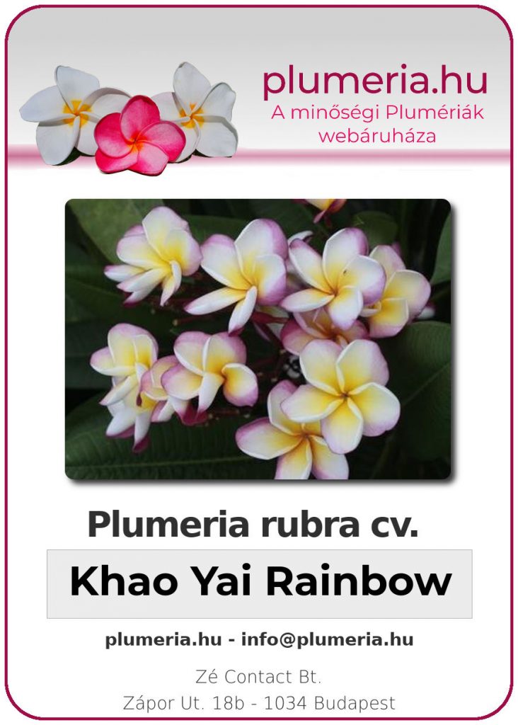 Plumeria rubra "Khao Yai Rainbow"