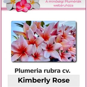 Plumeria rubra - "Kimberly Rose"